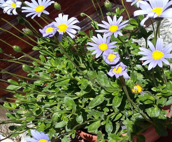 Agatea coelestis ha il colore del cielo sereno